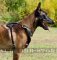 Golden Spikes Leather Harness for Malinois