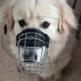 Wire Dog Muzzle for Golden Retriever Free Drinking!