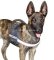 Reflektierendes Nylon Hundegeschirr für Malinois