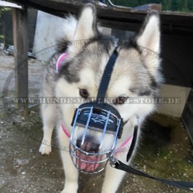 Wire Dog Muzzle for Continental Bulldog