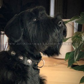 Decorative Dog Collar, Nylon with Silver Conchas