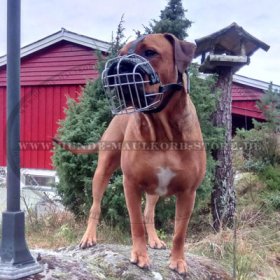 Drahtmaulkorb für Hunderassen mit " langen Nasen" Kopfstruktur