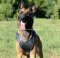 Dog Sport Leather Harness for Belgian Malinois