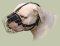Amerikanische Bulldogge Maulkorb Draht