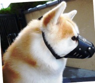 Maulkorb Leder für Akita Inu | Gepolsterter Beißkorb für Hund