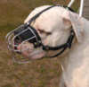American Bulldog hunde maulkorb