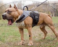 Amstaff Dog harness for cold weather