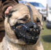 Anatolian Shepherd Hunde maulkorb