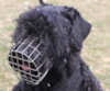 Black Russian Terrier hunde maulkorb
