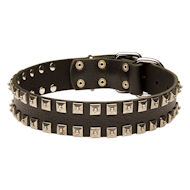 Gorgeous Caterpillar Dog Collar With Square Nickel Studs