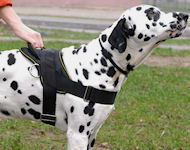 Allwetter-Hundegeschirr aus Nylon K9 für Dalmatian