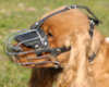 English Cocker Spaniel dog muzzle