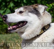 Fettlederhalsband für Husky und West-Sibirische Laika