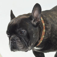 Fr. Bulldogge Halsband Nieten | Hunde Halsband Leder Exklusiv