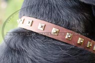 Leather Studded Collar for Bernese Mountain Dog