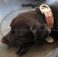 Hellbraunes Hundehalsband aus Leder für Labrador
