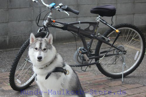 Hund-mit-dem-Fahrrad-Trainings