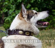 Vintage Hundehalsband Leder für Husky und Laika