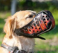 K9 Maulkorb mit Bemalung | Hundemaulkorb für Golden Retriever