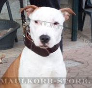 Klassisches Hundehalsband für Amerikanischen Pitbull