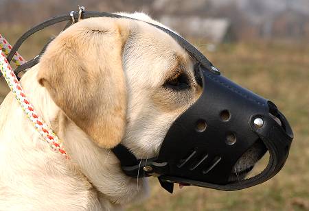 Labrador Everyday Leather dog muzzle