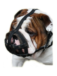 Dog Muzzle Padded | English Bulldog Muzzle Light