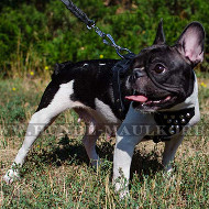 Leather Studded Dog Harness for French Bulldog