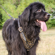 Studded Harness for Newfoundland | Luxe Dog Harness