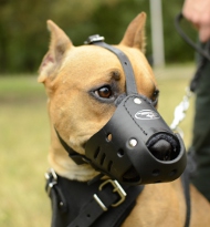 Dog Muzzle of Leather for Pitbull and Similar Dogs Padded!