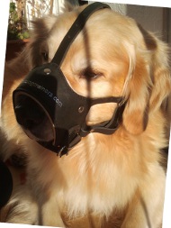 Leather Muzzle for Golden Retriever | Open Dog Muzzle