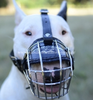 Wire Dog Muzzle for Bull Terrier Bestseller 2020