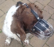 Springer Spaniel Muzzle of Wire, Good Form