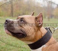Extra wide Amstaff leather collar