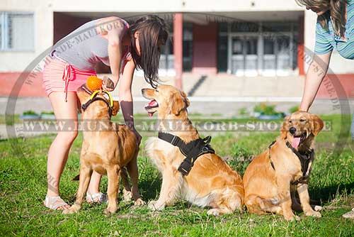 Nylon Hundegeschirr für Hundesport & Alltag