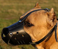 Amstaff Everyday Leather dog muzzle