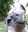 Amstaff dog Maulkorb