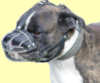 Boxer hunde maulkorb