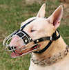 Drahtmaulkorb English bull terrier