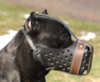 Cane Corso hunde maulkorb