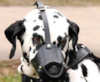 Dalmatianhunde maulkorbe