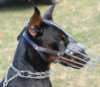 Doberman Pinscher hunde maulkorbe