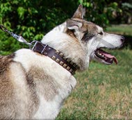 Hundehalsband mit Nieten für Schlittenhunde, Laika
