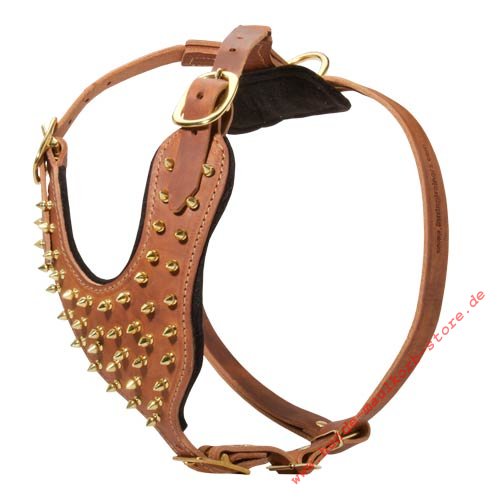 padded harness for malinois with gold studs
