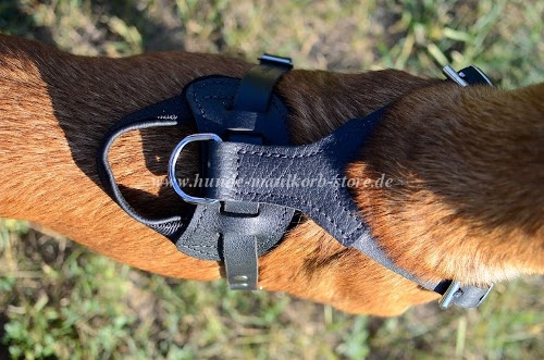Order Padded Harness for Malinois
