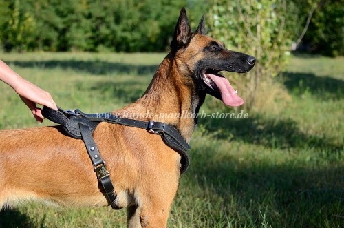 dog sport harness for Belgian Shepherd
