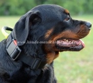 Rottweiler dog collar Nylon with handle with Grip Super Comfort