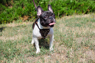 Leather dog harness with pyramids for French Bulldog