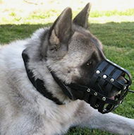 Siberian Husky Everyday Leather Dog muzzle