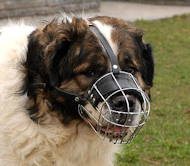 Wire Muzzle for dog with broad snout like Kaukazian Ovcharka