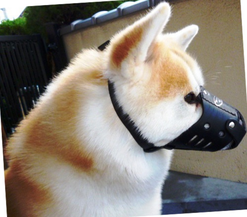 Maulkorb Leder für Akita Inu | Gepolsterter Beißkorb für Hund